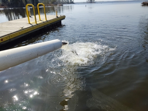 Striped bass coming out PVC pipe and into a river at boat ramp