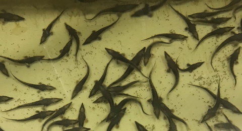 Young lake sturgeon with small pelleted feed in tank at Edenton National Fish Hatchery.