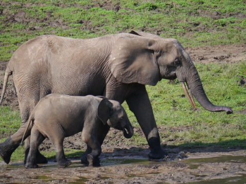 Forest elephant with calf walks through grassy area with mud patches