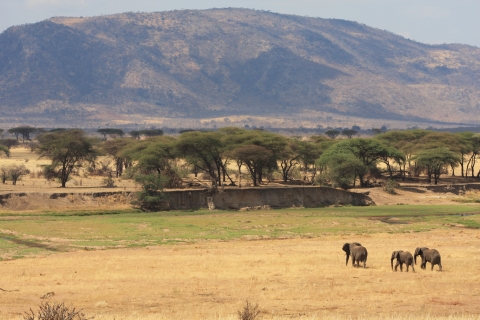 Landscape image showing three elephants walking away through a dried grassland towards trees and the distant hillside