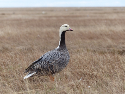 a single emperor goose stands in an open area of short dry grass.