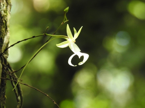 A ghost orchid in bloom.
