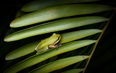A green treefrog sitting on green vegetation.
