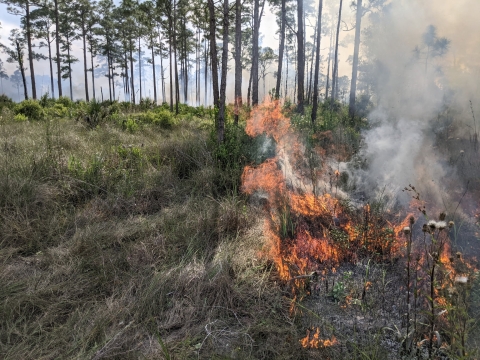 An image of a prescribed burn.