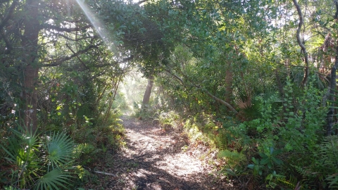 A trail with the sun filtering through the trees.