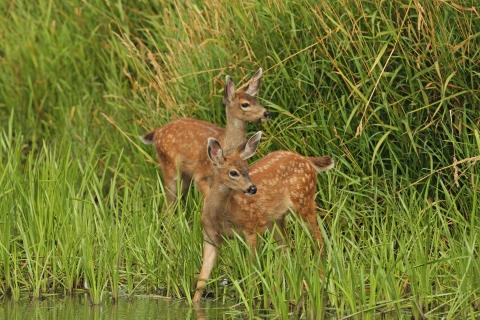 Fawns at the water's edge