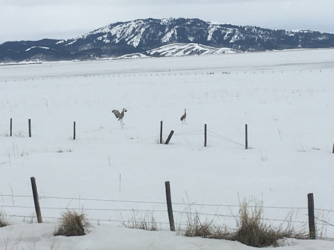 Two sandhill cranes in a snowy field.