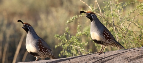 Two plump birds with black beaks and a distinctive black head feather sit on a log.
