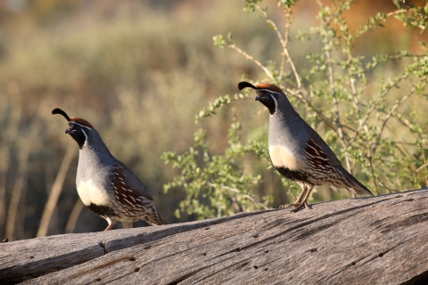 Gambill's Quail on Private Land, Adjacent to Bosque del Apache National Wildlife in New Mexico