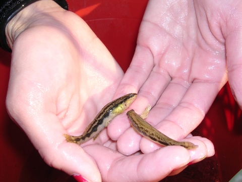 Two small fish held in a pair of cupped hands
