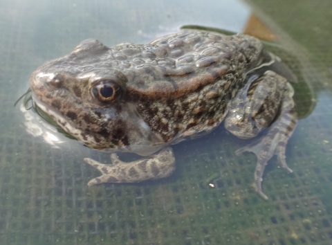 Juvenile gopher frog sitting on artificial lily pad at Edenton NFH