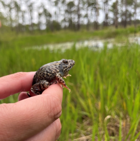 Gopher frog in a person's hand at the release site in the Croatan National Forest