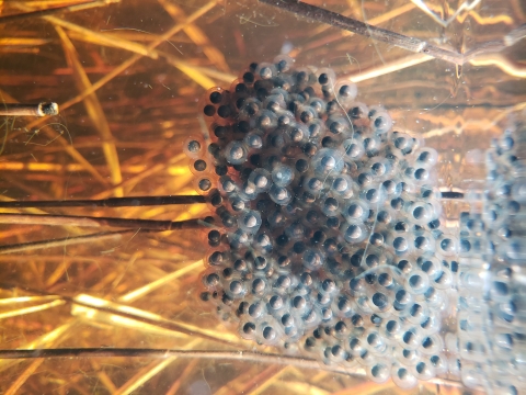Gopher Frog egg mass (an aggregation of clear spheres with dark spheres inside) floating among marsh grass in water
