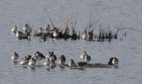 Greater yellowlegs gather to rest in the shallow waters of West Pool Impoundment.