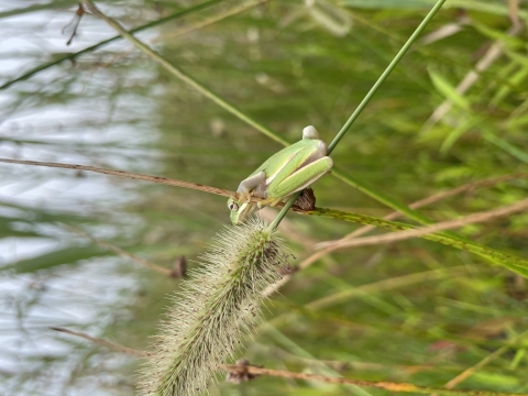 A green tree frog clings to a blade of grass that is in seed