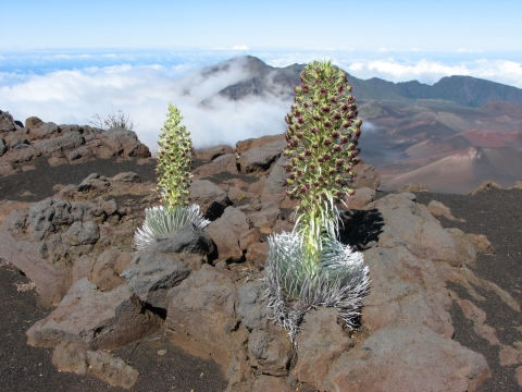 Two plant stalks pop up from a rocky ground at the top of a mountain with clouds in the background in Hawaii.