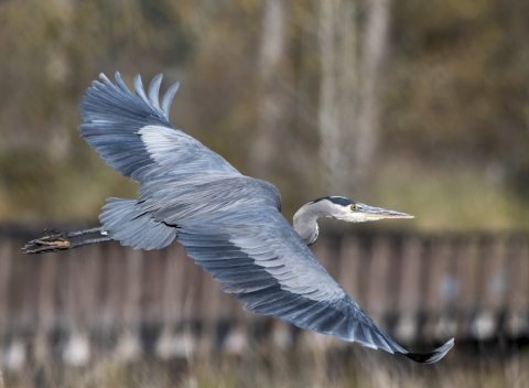 Heron in flight with brown foot bridge in background