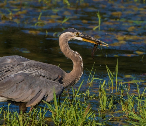 Heron walking to the right with a salamander hanging out of its beak with a wetland in the background