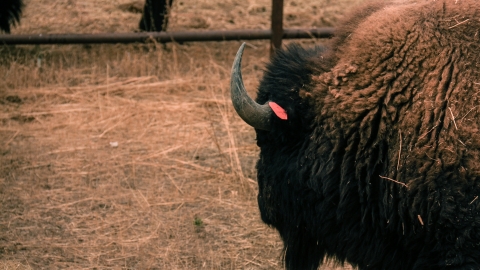 A bison looks away from the camera, showing its horn in the center