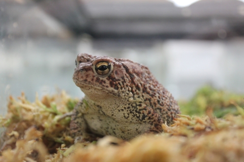 Photo of a captive held Houston Toad in its enclosure staring through the clear plastic walls at the camera
