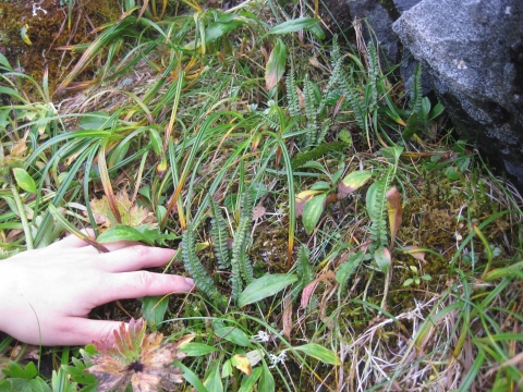 Woman's hand is next to a fern with finger-length fronds. Other vegetation and a rock are also in the image.