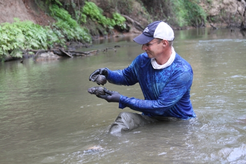 A biologist holds a freshwater mussel