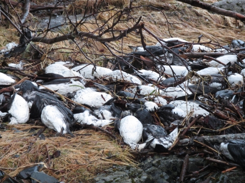 Black and white birds dead on a beach.