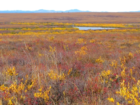 fall colors on the tundra including short yellow willows and red dwarf birch plants