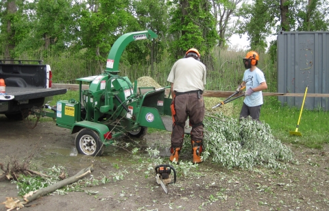 A refuge staff member and an intern use equipment to chip invasive tree species.