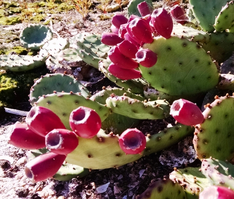 Prickly pear cactus with red-purple fruits at Outer Island