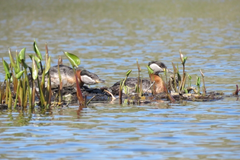 Two birds with black heads, white cheeks, brown bodies, and rust colored necks sit amongst water lilies and as they build a mud nest.