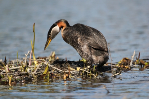 A bird with black and white head, yellow bill, and brown body climbs onto a nest made of aquatic vegetation in a lake.