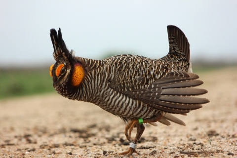 An Attwater's prairie-chicken patters his feet in the gravel as he dances.