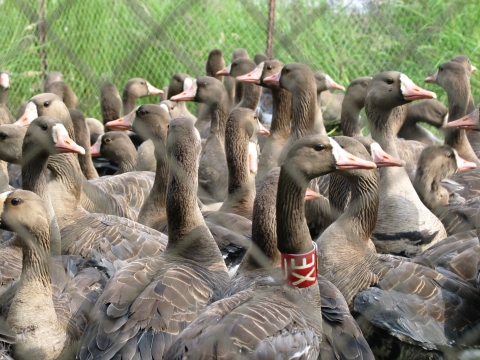 Numerous geese with brown plumage behind a net; one wearing a red and white plastic banding collar