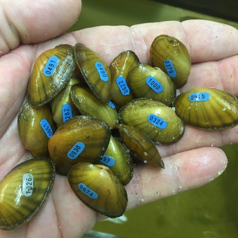 A person holds fifteen mussels in an open hand. The mussels have small blue tags.
