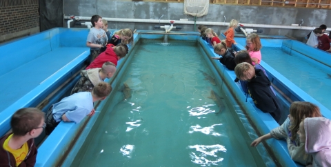 children watch fish in a large rectangular tank