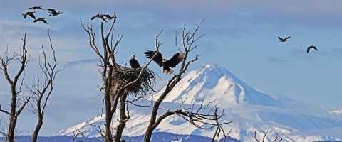 Eagles on the nest at Lower klamath NWR