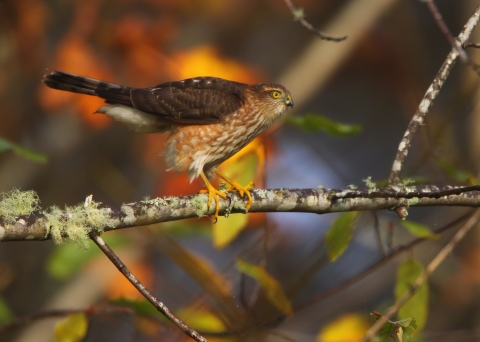 A sharp-shinned hawk stands alert in the branches of a red alder tree