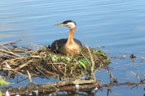 Bird with black head, white cheeks, rust breast, and brown body sitting on a nest of mud and twigs on the water