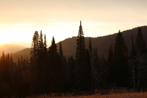 Sunrise over over a mountain forest with conifer trees is shown.