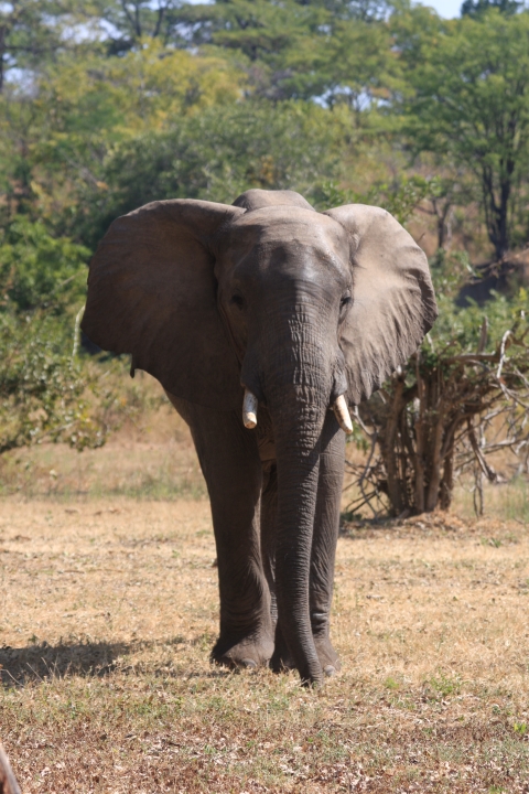 Frontal view of African savanna elephant in its natural habitat