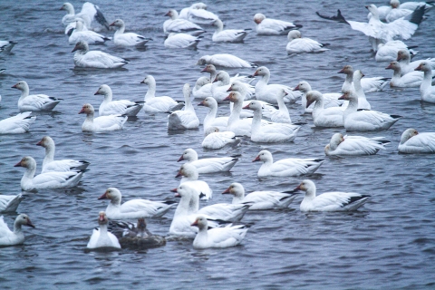 A flock of snow geese rest on the water.