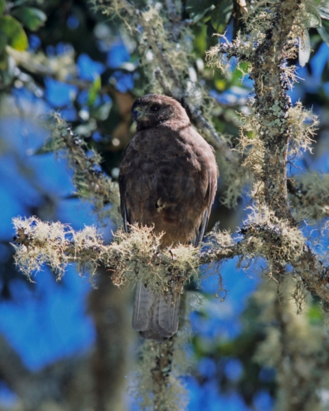 A Hawaiian hawk sits perched on a branch. 