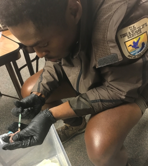 USFWS biologist uses needle and syringe to inject a tag into a gopher frog's leg