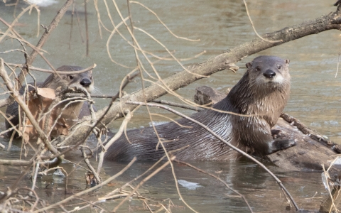 Two otters by branch in water