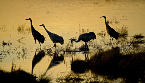 Sandhill cranes walk along the marsh.
