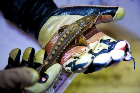 Gloved hands hold a small, green, spiky fish