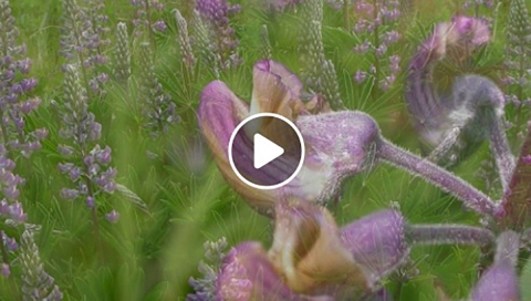 Screen shot of a video with purple kincaid's lupine flowers