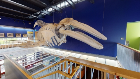 rearticulated gray whale skeleton hanging in the Kodiak National Wildlife Refuge visitor center