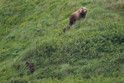 A brown bear sow and three cubs on a green hillside.